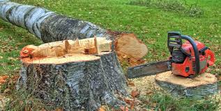 Best Hazardous Tree Removal  in Orrville, OH